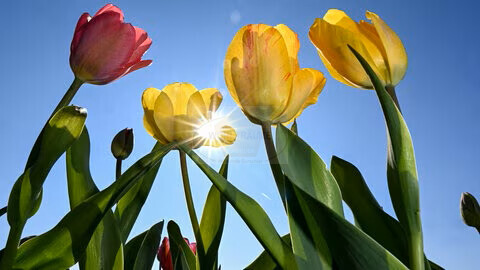 1771822811332,fruehlingsanfang-tulpen-bluehen-im-fruehling-auf-einem-feld-100~_v-16x9@2dS_-6be50a9c75559ca1aaf1d0b25bae287afdcd877a