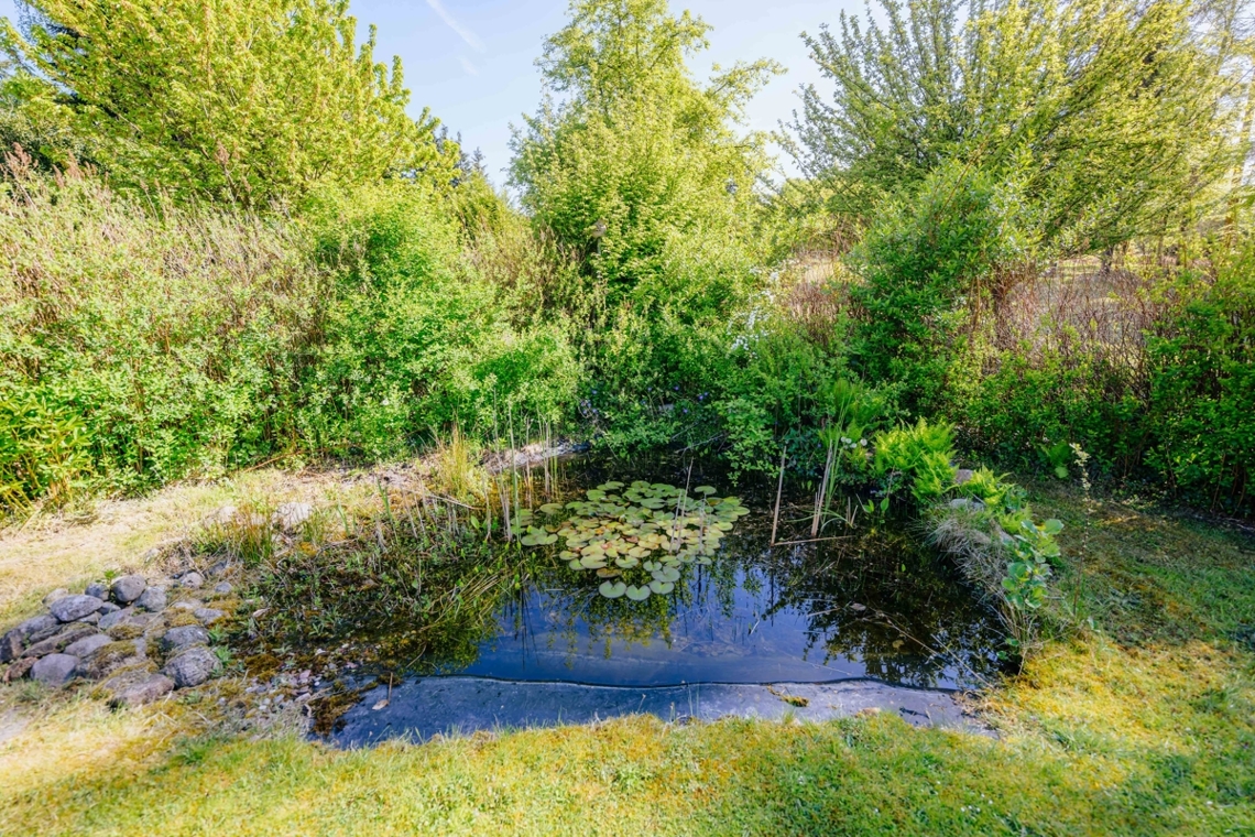 Teich