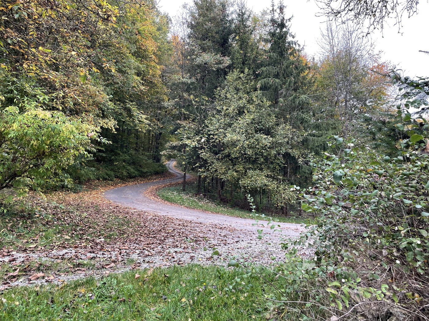 Weg zum Wald; Blick vom Grundstück