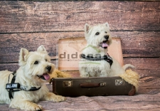 PERRO Sommer 2015-262