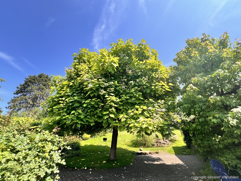 Main photo
