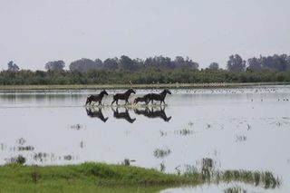 Pferde im Rocio