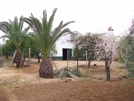 Finca Abuelo 002