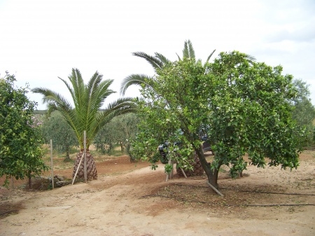 Finca Abuelo 011