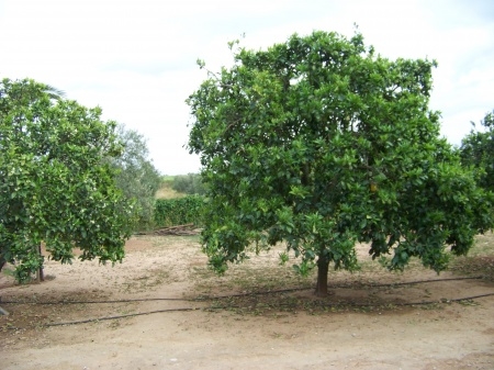 Finca Abuelo 012