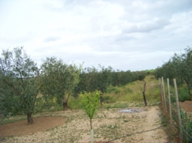 Finca Abuelo 013