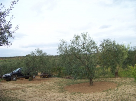 Finca Abuelo 014