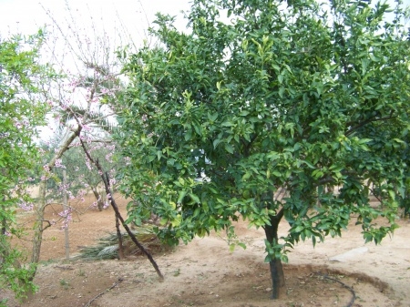 Finca Abuelo 020