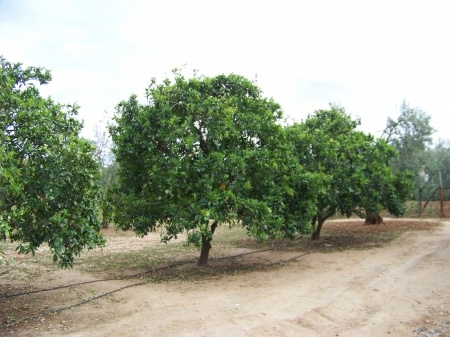 Finca Abuelo 021