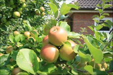 Köstliche Äpfel aus dem eigenen Garten